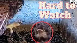 Rare and Shocking Footage: Kestrel Dad Brings Live Songbird to Nestlings. Viewer discretion advised