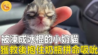 2只小奶貓被拋棄路邊，凍成冰棍已經活不下去了，好心人救下後小貓抱住奶瓶拼命吸吮！#震撼 #不可思議 #救援 #善良 #暖心 #反轉 #奇跡 #真實故事 #新聞 #鏡頭 #記錄 #感謝 #奇聞