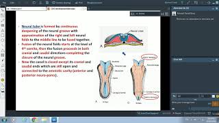 Embryology of Nervous System(1) - Introduction\u0026Spinal Cord - Dr. Ahmed Farid