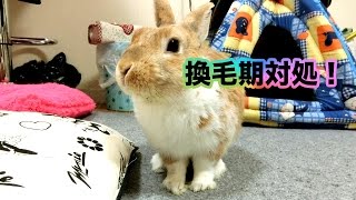 【可愛い動物】うさぎが換毛期のため毛球症対策に毛づくろいの手伝い