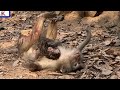 Very adorable mommy monkey trying to feed baby | Nature Serenity Relaxing