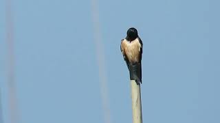 סנונית רפתות במרינה אשקלון Barn swallow in Ashkelon