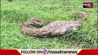 ଛେଳିକୁ ଗିଳିଦେଲା ଅଜଗର || Naxatra News