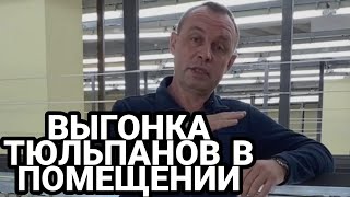 Важные преимущества выгонки тюльпанов в помещении.