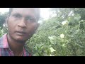 ଶୀତଦିନିଆ ଭେଣ୍ଡି ଚାଷ ଟ୍ରିକ reni seson bhindi farming trick