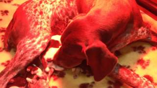 Aytee German S/H Pointer Puppies  2016 K Litter 5 days old with FT CH Aytee Isadora