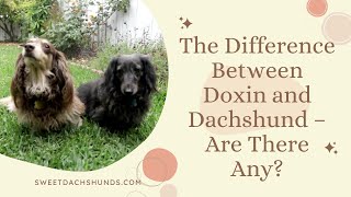 The Difference Between Doxin and Dachshund – Are There Any?