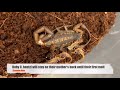 Hand feeding baby scorpions