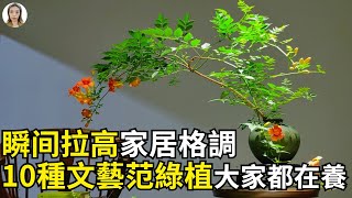 10種超有文藝範的綠植，養在室內妥妥的高級家居軟裝，別錯過 | 花花世界