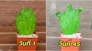 How To Propagate Opuntia Cactus Pads Best \u0026 Easy