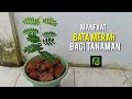 Inilah Manfaat Batu Bata Merah untuk Tanaman ✅