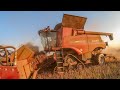 Canola harvest with Case Axial Flow 8230 and Claas Lexion 550