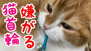 猫あるある？子猫に首輪をつけたら大暴れ！？【スコティッシュフォールド】