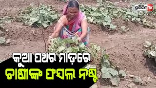 ଅଦିନିଆ କାଳ ବୈଶାଖୀ କୁଆ ପଥର ମାଡ଼ରେ ଚାଷୀଙ୍କ ଫସଲ ନଷ୍ଟ । PratidinTv