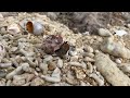 Hermit crab living in plastic   making the switch