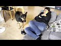 シェパード犬、オヤジからホワイトデーのお返しにおもちゃをもらう【german shepherd】 my dog just got a new toy from her owner