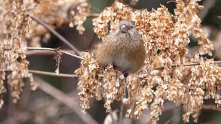 宮ヶ瀬湖 早戸川林道のベニマシコ（雌）その１１２（4K60P動画）