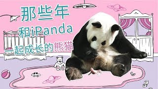 《熊貓主題趴》那些年，和iPanda一起成長的熊貓 | iPanda