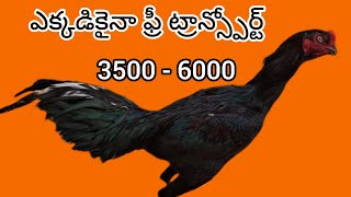 అతి తక్కువ ధరలో పెరుక్రాస్ పట్టాలు #74168 60377 #khrfarms #mettavatam #bhimavaram kollu #chicken