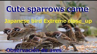 Cute sparrows came.2024.12.29 Extreme close_up.Some parts are muted due to noise.Observacion de aves