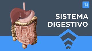 Sistema Digestivo Explicado Funciones Anatomía órgano Doovi