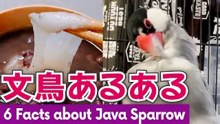 文鳥あるある - 6 Facts about Java Sparrow