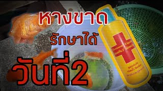 การรักษาปลาทองที่หางขาด วันที่2 (เคล็ดลับ) |ชาตรีกินแซ่บ