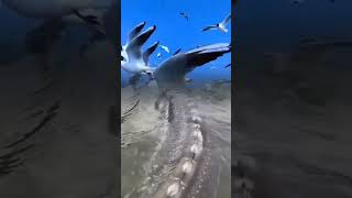 WOW !  King Sturgeon yang sedang mencari mangsa diantara ratusan Burung  #wildlife #shorts