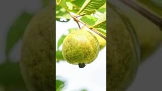 vivasayam 360  கொய்யா பழம் நன்மைகள் | Health Benefits of Guava ...