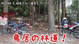 【伊豆林道】縞馬さんとCRF250Lで行く！【鳥居の林道】