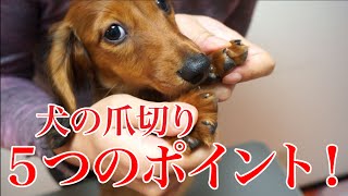 犬の爪切り５つのポイント！