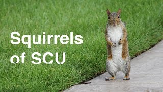 Squirrels of SCU