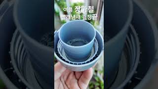 여름 장마철 빨래 냄새 걱정 많으셨죠? #세균싹 #빨래걱정끝 #랩신 #랩신사용법 #섬유항균제 #사용후기