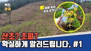 산초? 초피? 확실하게 알려드립니다. ＃1. 초피나무 꽃이 피었습니다.