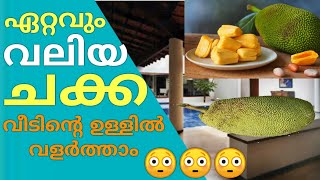 ലോകത്തിലെ ഏറ്റവും വലിയ ചക്ക കണ്ടിട്ടുണ്ടോ 😳 | Appozhiyil Sujith | Appos Media | vlog - 59