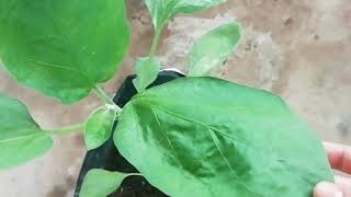 ഞങ്ങളുടെ ജൈവ പച്ചക്കറി കൃഷിത്തോട്ടം 😁😁🌱🌱👩‍🌾