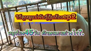 วิธีดูหมูแม่พันธุ์อุ้มท้อง หมูท้อง45วันลักษณะอย่างไร?.