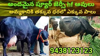 ప్యూర్ జెర్సీ హెచ్ ఎఫ్ ఆవులు అమ్మబడును రాజమండ్రి దగ్గర జగ్గంపేట లో 9438123123