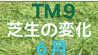 芝生に名前があったのね。TM9だよ！！