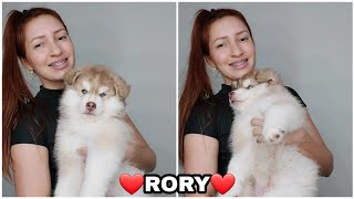 olhem o baby Rory tava muito neném aqui. ❤ #huskylife #huskysiberiano #fofo