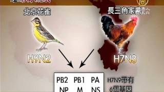 【H7N9_禽流感_中國新聞】大陸染病77人 專家揭H7N9發展路線