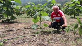 procedeul de inlaturare a lastarilor paulownia cotevisa 2 dupa taierea tehnica