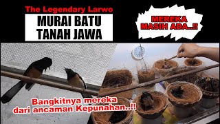 THE LEGENDARY LARWO - BURUNG MURAI BATU PEMILIK SAH BELANTARA TANAH JAWA - MEREKA MASIH ADA !!