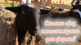 Сколько овец и телят нужно для фермы ? Как проходит адаптация новых овец в стаде ?Новые овцы фермера