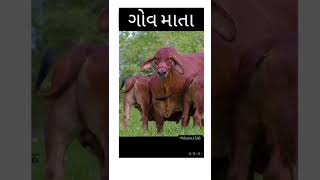 તારા થી બીજુ કોઈ કિંમતી નથી || જય ગૌ માતા ||