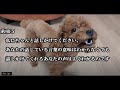 【犬の十戒】～犬と私の１０の約束～