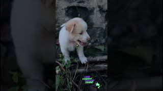 #dog #puppy #dogs #animals#trending#shortvideo#viral