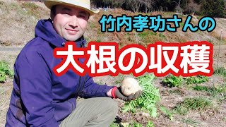 【自然農法🌱】大根の収穫と保存の秘訣　自然菜園流