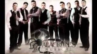 Los 500 Novillos-Alacranes Musical