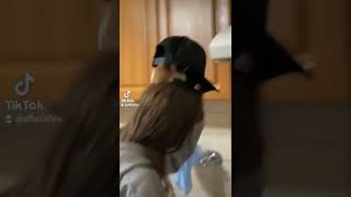Ratatouille #shorts #memes #hamster